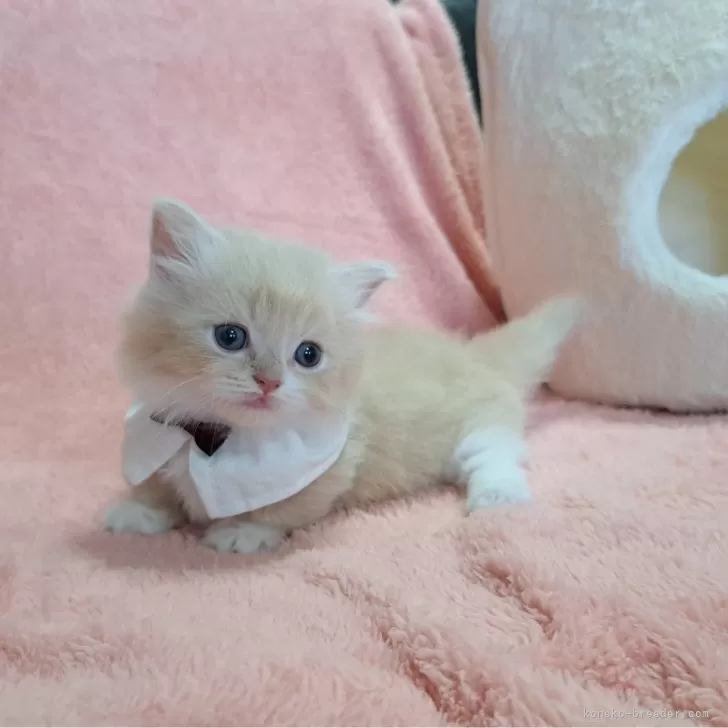 ID:2401-02454の子猫