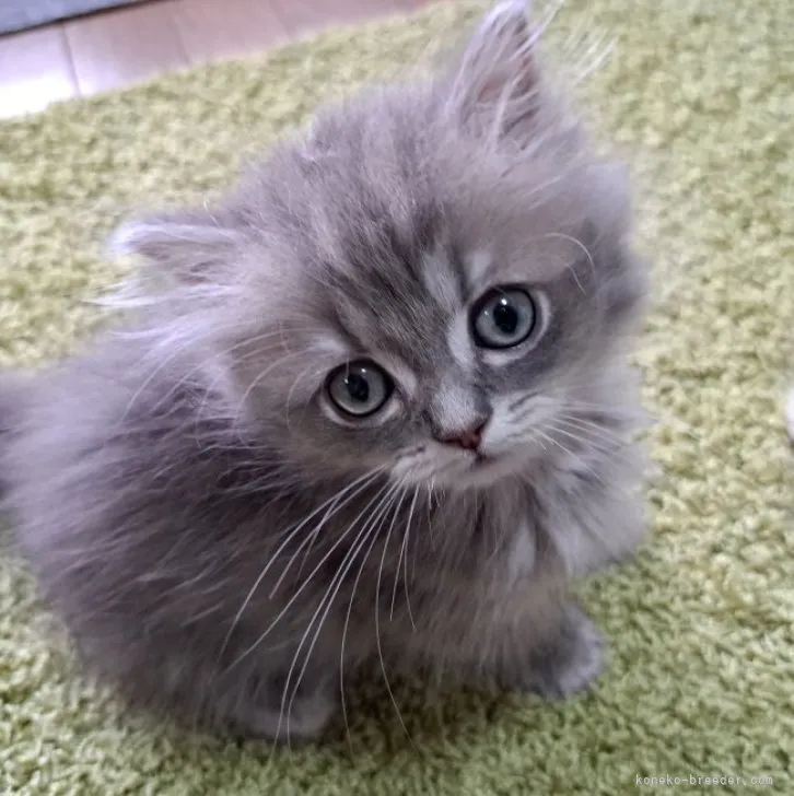ID:2303-00900の子猫