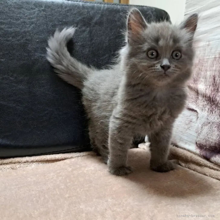 ID:2303-02880の子猫