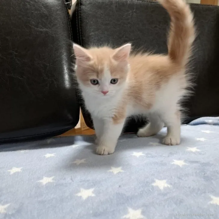 ID:2305-02329の子猫