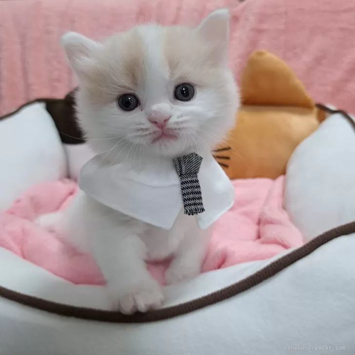 ID:2404-02470の子猫