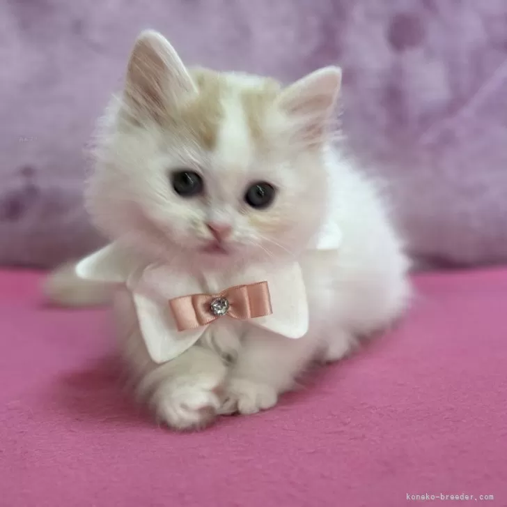 ID：2410-01190の子猫