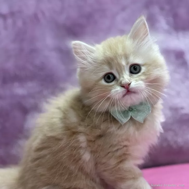 ID:2412-02051の子猫