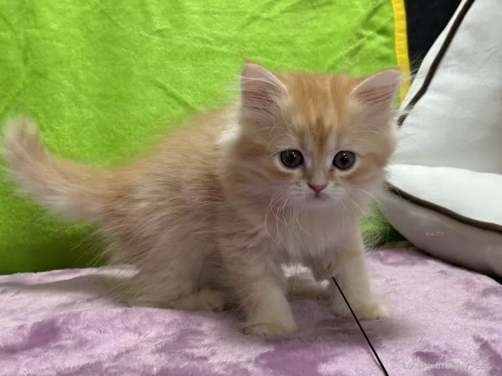 ID:2501-00046の子猫