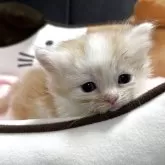 ミヌエット(短足)