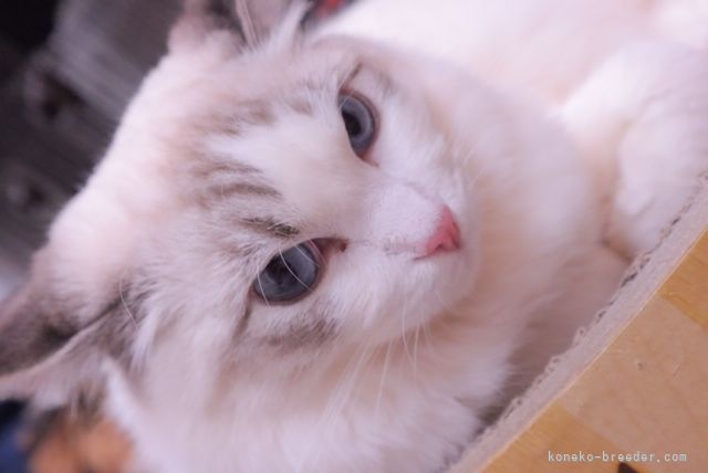 マンチカン子猫ちゃん｜細川　こずえ(ほそかわ　こずえ)ブリーダー(福島県・ラグドールなど・ICC登録)の紹介写真2