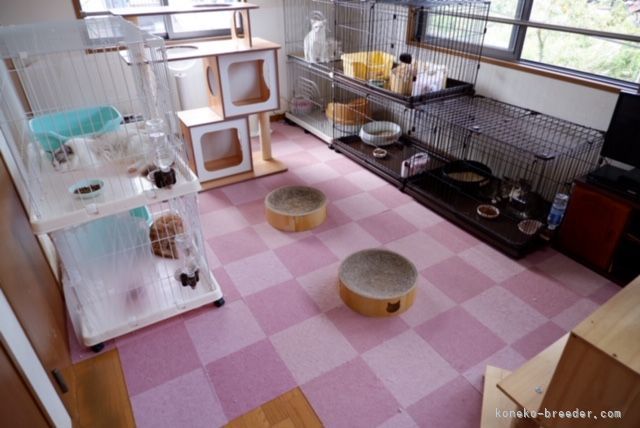 親猫さん飼育部屋｜細川　こずえ(ほそかわ　こずえ)ブリーダー(福島県・ラグドールなど・ICC登録)の紹介写真3