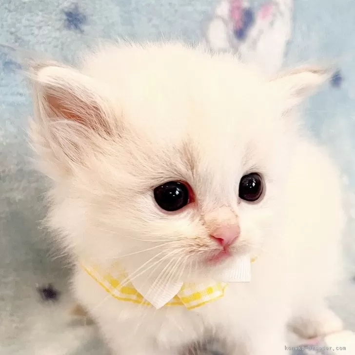 くぅちゃん 様のお迎えした子猫