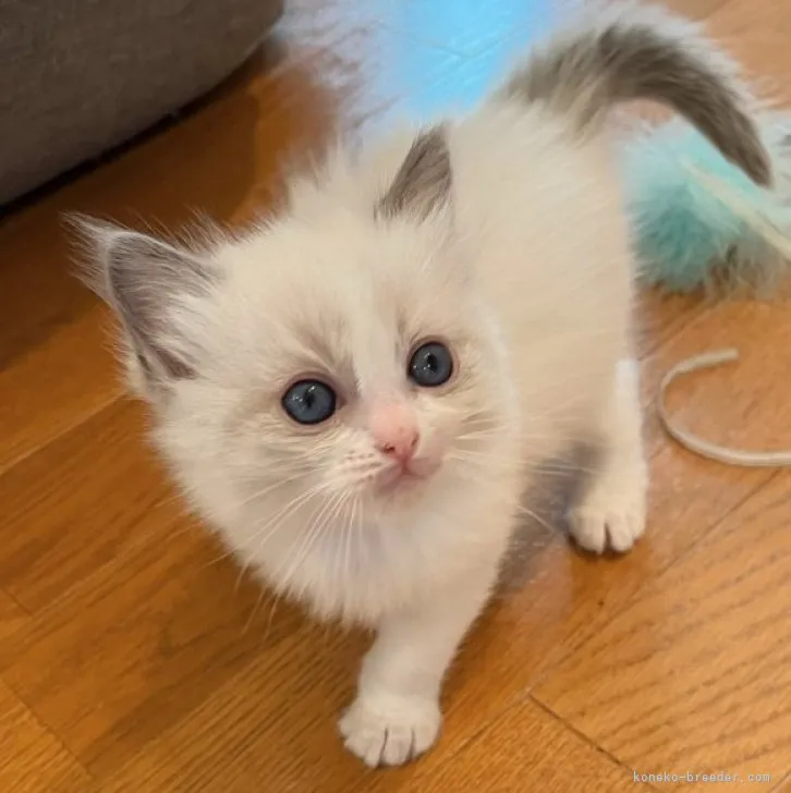 ID:2304-00744の子猫