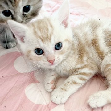 マンチカン(長足)【福島県・男の子・2024年3月1日・クリームタビー（ショート）】の写真「キュルルンお目々が可愛い男の子(*´꒳`*)」