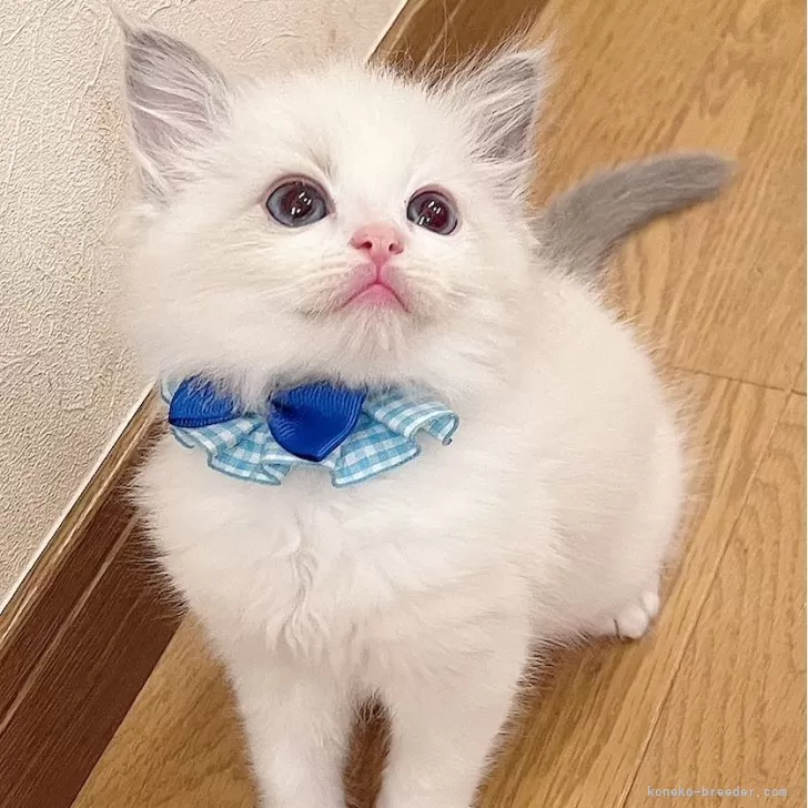 ID:2503-02695の子猫
