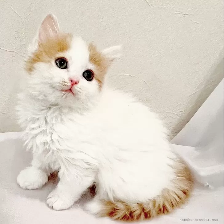 ID:2502-00473の子猫