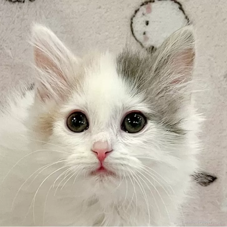 ID:2502-00819の子猫