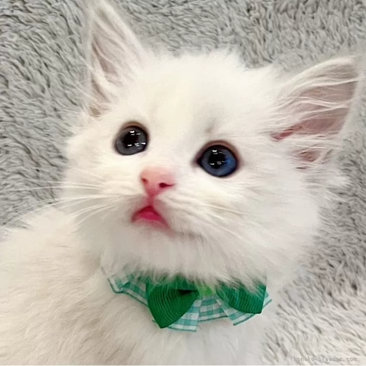 ID:2503-02696の子猫