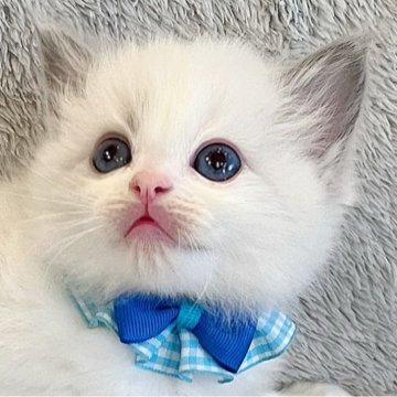 ラグドール【福島県・男の子・2025年2月20日・ブルーポイントバイカラー】の写真「パパ猫外産🐱ྀི深くブルーの瞳が綺麗な男の子💎」