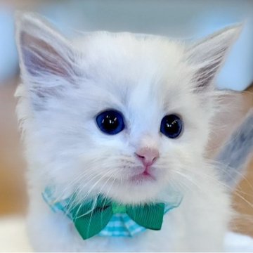 ラグドール【福島県・男の子・2025年2月20日・ブルーリンクスポイントバイカラー】の写真「パパ猫外産🐱ྀི深いブルーの瞳が綺麗な男の💎」