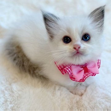 ラグドール【福島県・女の子・2025年2月20日・ブルーポイントバイカラー】の写真「パパ猫外産🐱ྀི深いブルーの瞳が綺麗な女の💎」