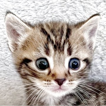 アメリカンショートヘア【福島県・男の子・2025年3月30日・ブラウンタビー】の写真「キュルルンお目目が可愛い男の子♥️」