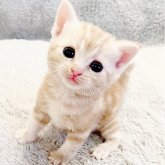 アメリカンショートヘア