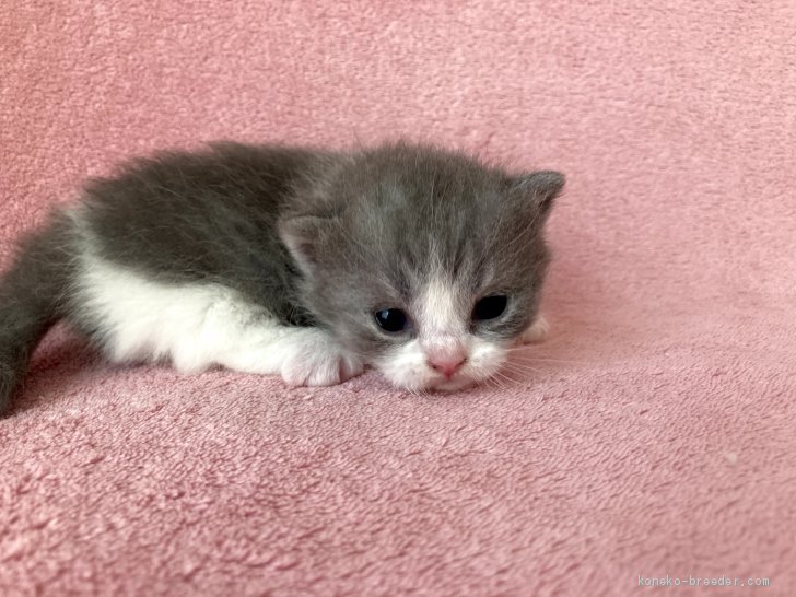 可愛いマンチカン ミヌエットの子猫が年内に生まれる予定です 過去の写真から 北川とも子ブリーダー みんなの子猫ブリーダー