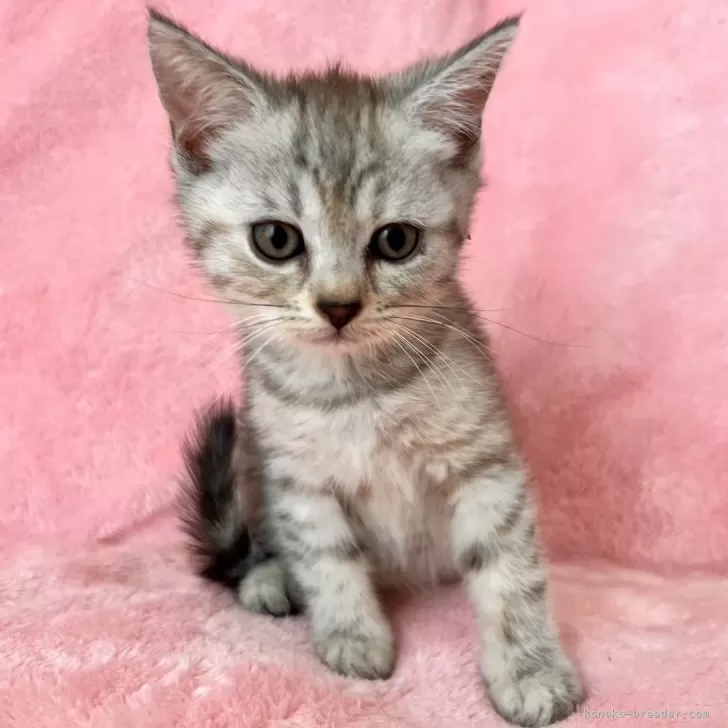 ID:2409-01674の子猫