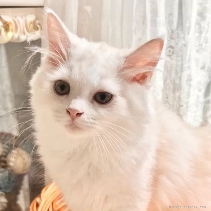 ID:2406-01869の子猫