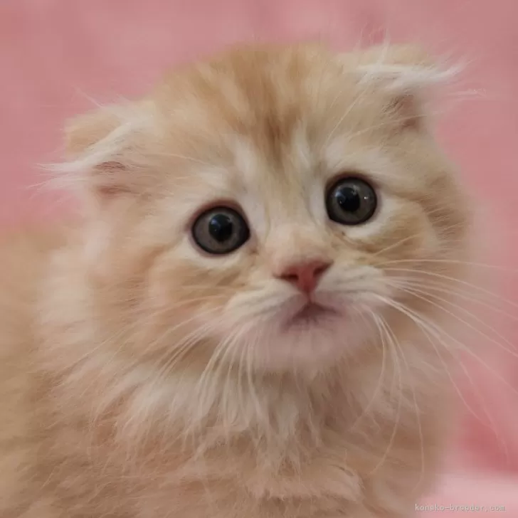 ID:2311-02341の子猫