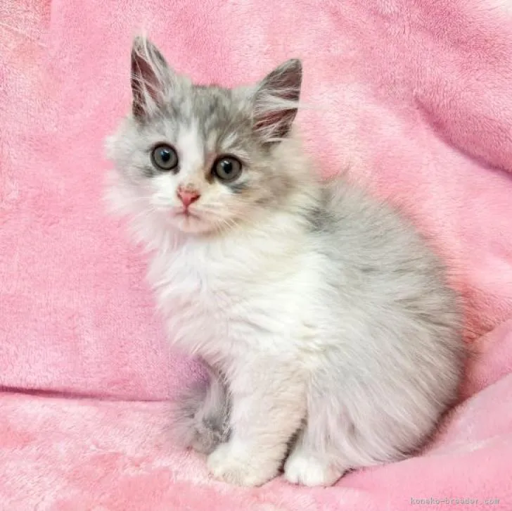 ID：2211-02571の子猫