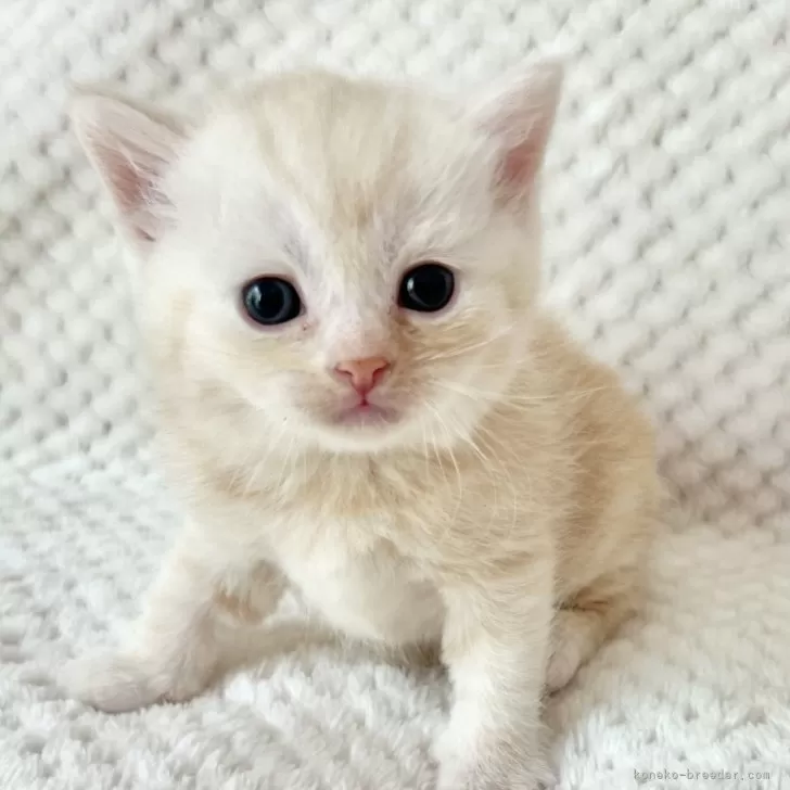 ID:2405-02098の子猫