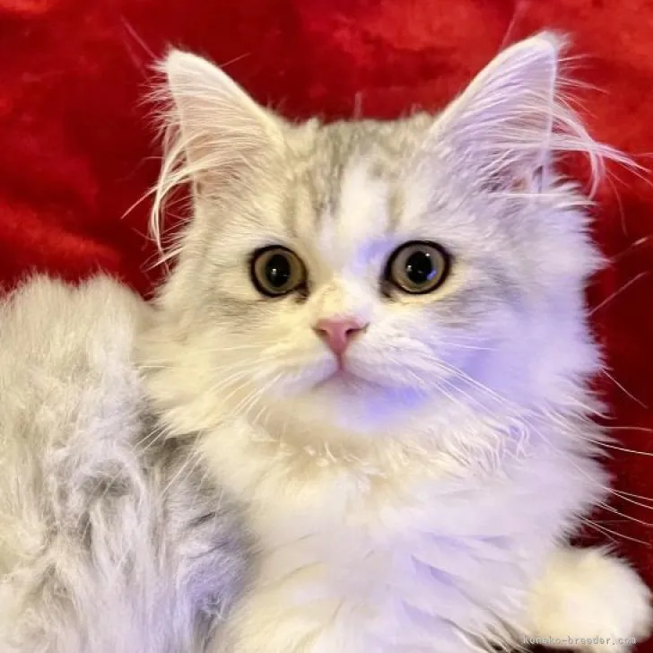 ID:2207-02337の子猫