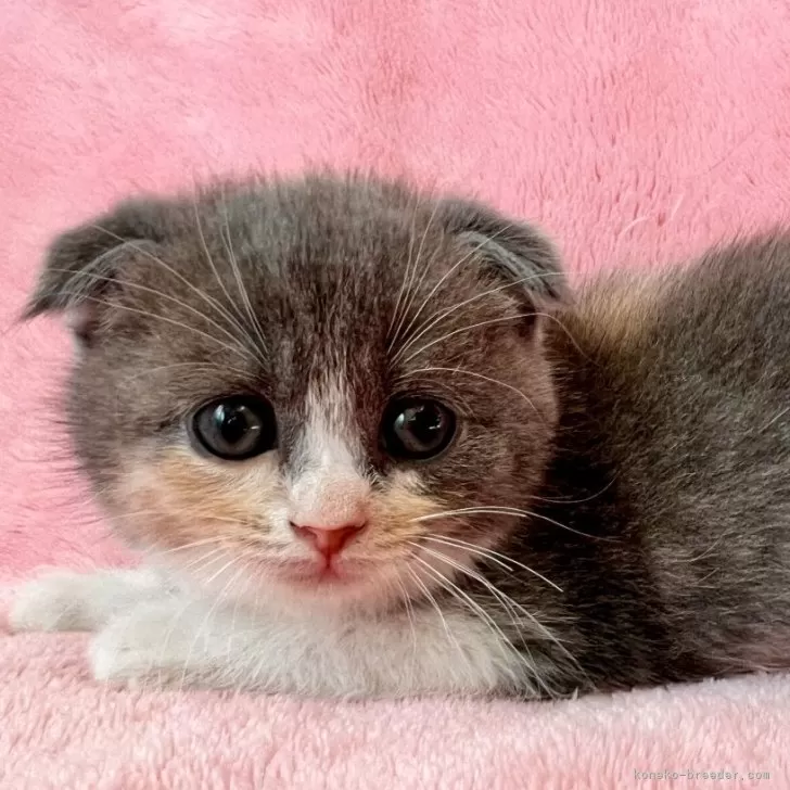 つばさ 様のお迎えした子猫