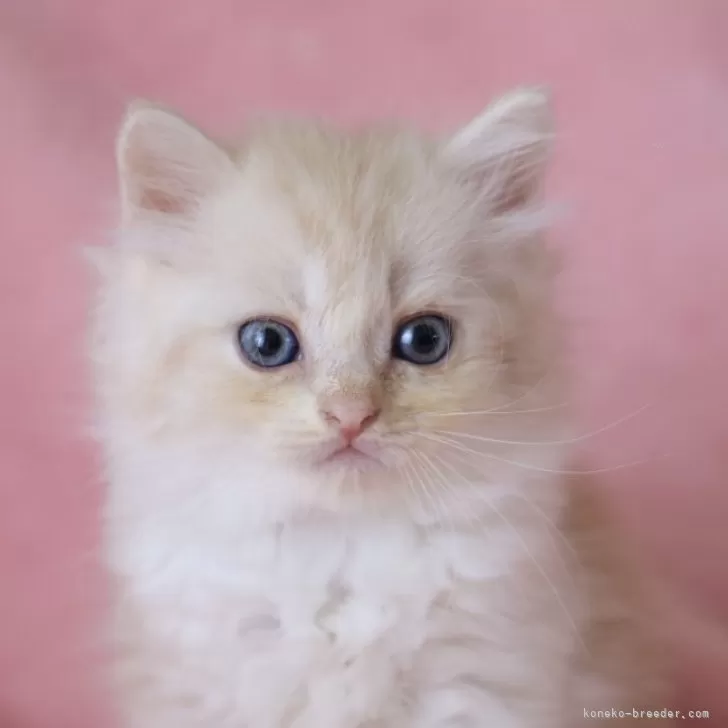 T.I 様のお迎えした子猫