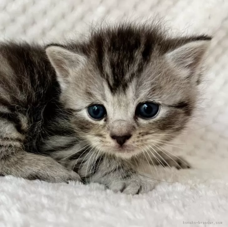 ID:2405-02092の子猫