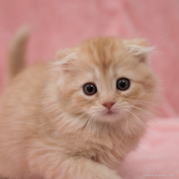 ぬいぐるみ 猫 ねこ ペルシャ・チンチラ・ヒマラヤン❣️ - ぬいぐるみ