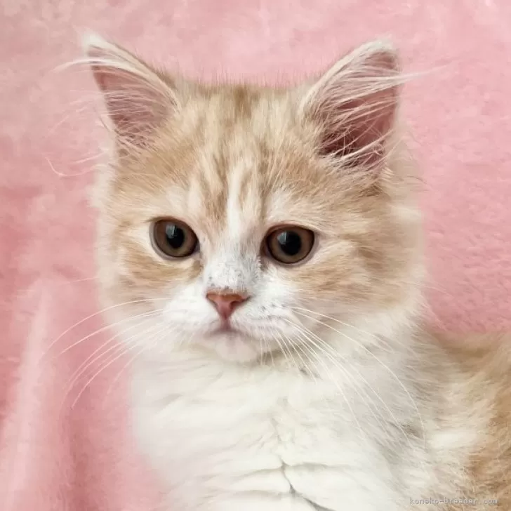 ID:2502-00107の子猫