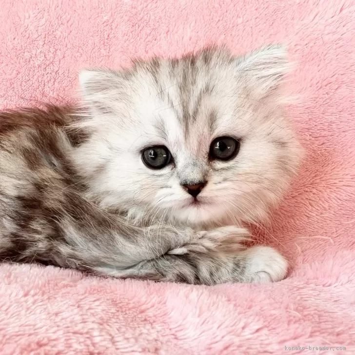 ID:2502-01460の子猫