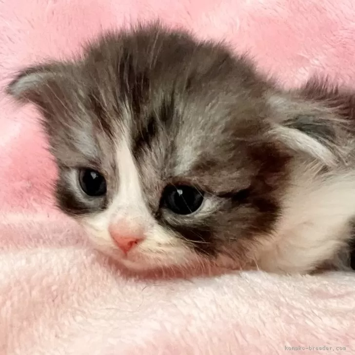 ID:2502-01882の子猫