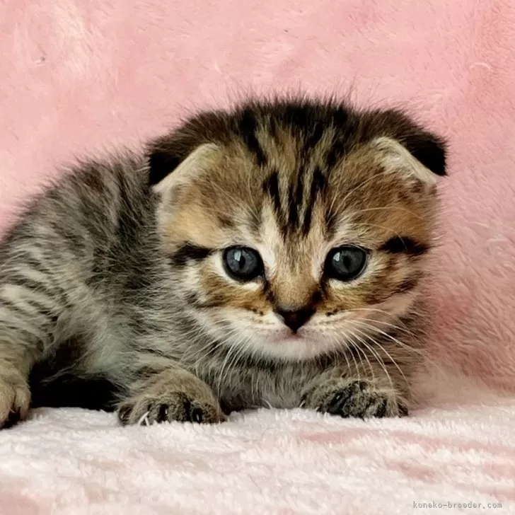 ID:2502-00829の子猫