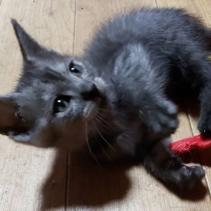 ID:2308-00201の子猫