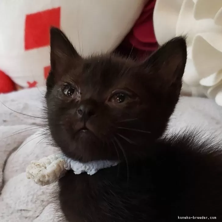 ID:2410-03333の子猫
