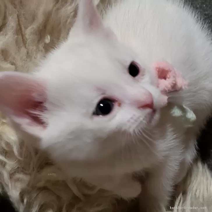 ID:2403-01126の子猫