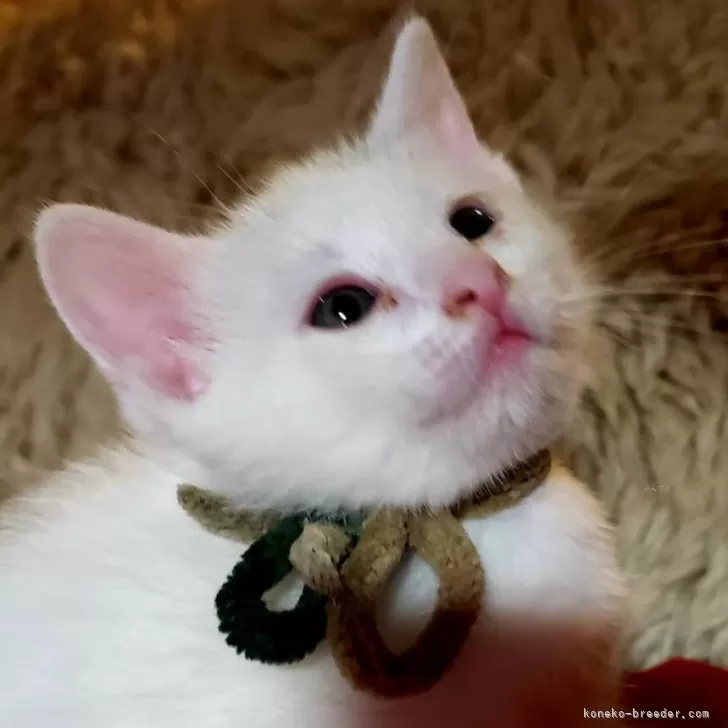 ID:2403-01123の子猫