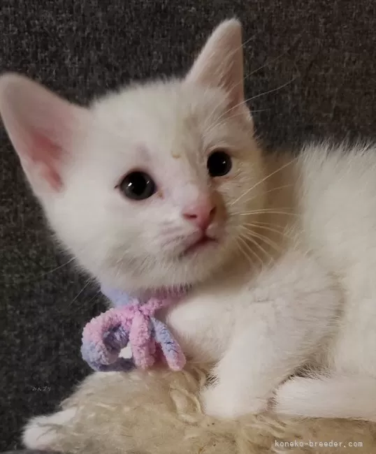 ID:2403-01128の子猫
