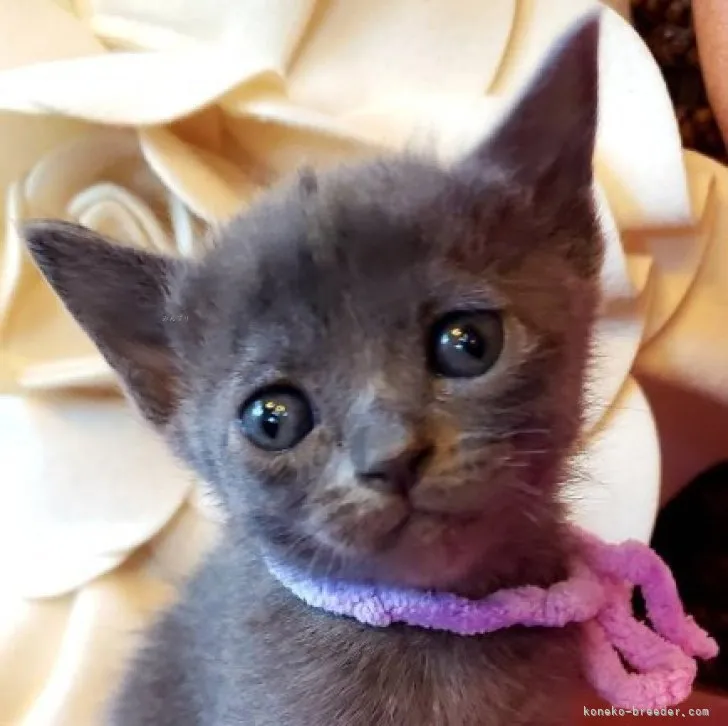 ID:2311-02429の子猫