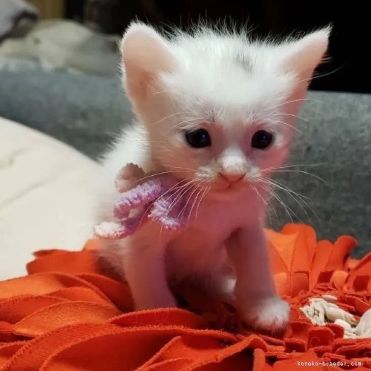 ID:2305-01620の子猫