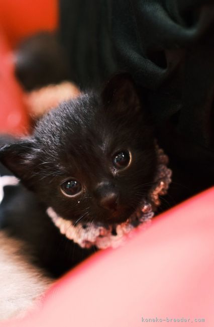 もずく 様のお迎えした子猫