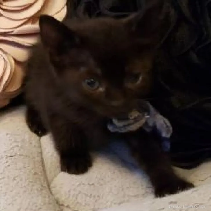 I.I 様のお迎えした子猫