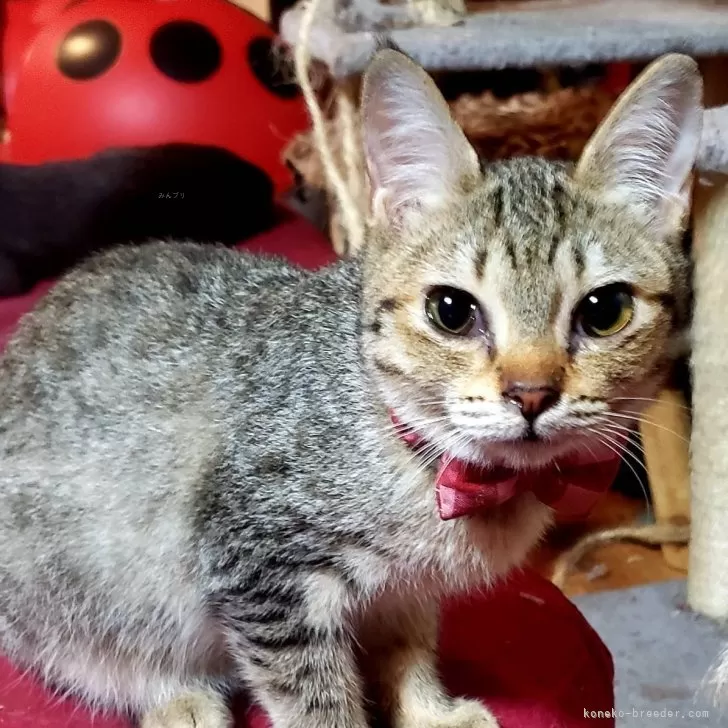 ID:2410-03340の子猫