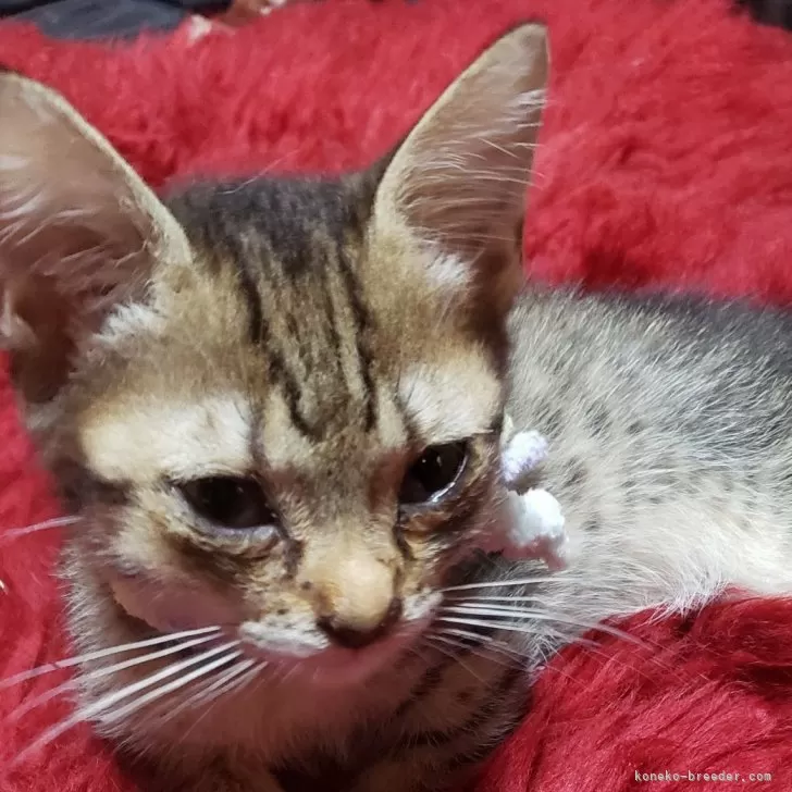 ID:2410-03344の子猫