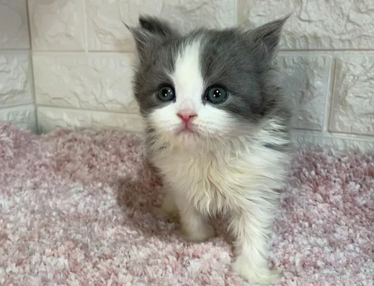 non 様のお迎えした子猫